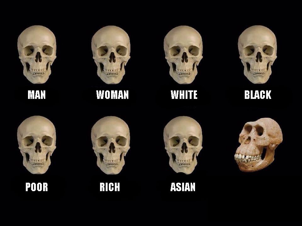 empty skulls of truth