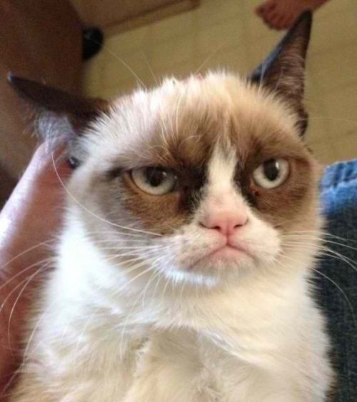 Grumpy Cat Reverse