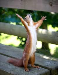 Praise Squirrel