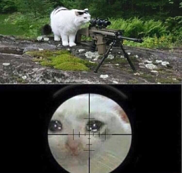 Sniper cat