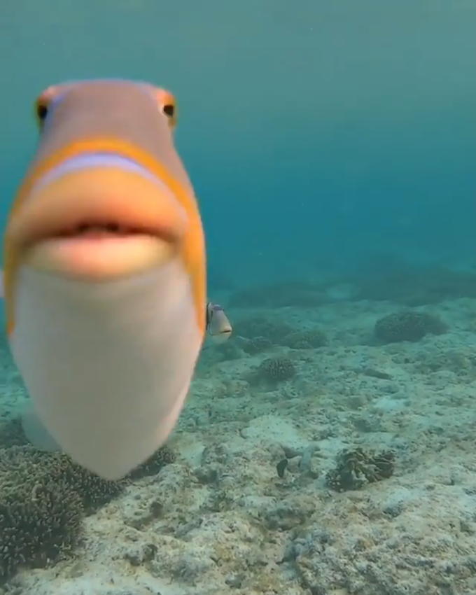 staring fish